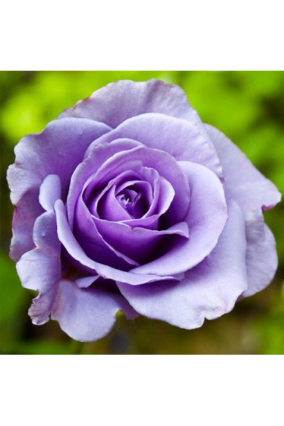 Троянда Блакитний Ніл – витончена форма квітки